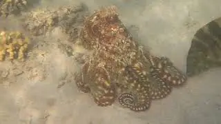 Octopus. snorkeling adventures