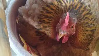 Native chicken laying egg on the nest