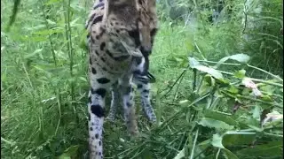 Serval Hunts Snake