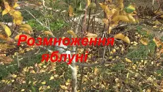 Розмноження повітряними відводками,очікування і результат