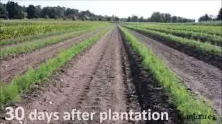 ASPARAGUS PLANTS PLANTATION - MANUAL PLANTATION - PLANTARA, PLANTS PRODUCTION