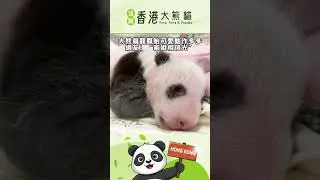 大熊貓龍鳳胎可愛動作多多，網友：“家姐相信光” #香港大熊貓 #panda #香港 #hongkong