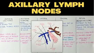 Axillary Lymph Nodes | Upper Limb Anatomy