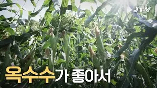 [테마스페셜]720회 l 옥수수가 좋아서