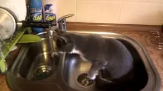 Чуча любит воду