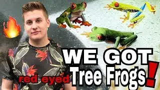 OMG WE GOT TREE FROGS!!! | Red Eyed Tree Frog Setup |