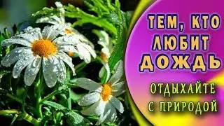 Музыка дождя. Только дождь, цветы и тишина