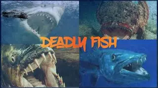 worlds most deadly fish  #dangerous #Fish #dangerousfish