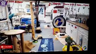 FFRC cats - large cat Liesl with Steven and Marilyn