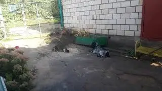 Непремиримые  друзья