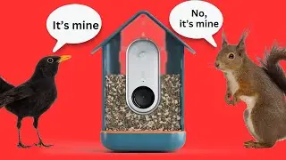 Bird Buddy Bird Table Review: The good, the bad and the furry