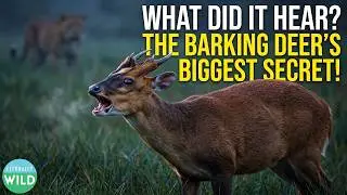 Barking Deer Alert: Discover the Fascinating Alarm Call in the Wild!