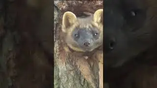 Куницы: Лесные охотники 😉 #животные #хищник #рекомендации