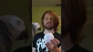 Genius parrot identifies objects and smashes record #shorts