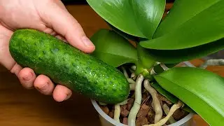 Do it this way! Your orchids will thank you with crazy orchid food!