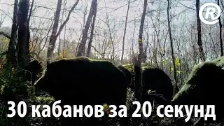 30 кабанов за 20 секунд. Съёмка на фотоловушку.