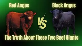 Red Angus vs Black Angus | What's the Real Difference?