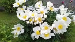 Цветение пионов Приглашаю в гости!