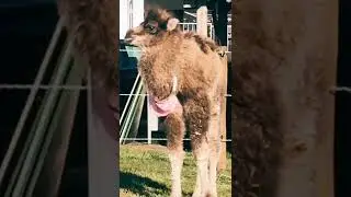 The Funny Things Animals Do #shorts