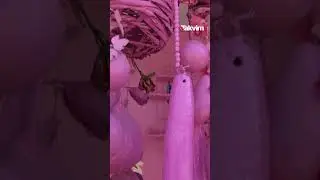 75 yaşındaki Sakine teyzenin 'Pembe' hayatı: "Elimden gelse oğlumla kızımı da pembeye boyayacağım"
