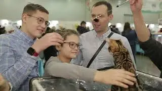 "Домашние животные":"Репортаж "Winter Cat Show""