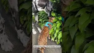 6 Month Update: Bengal Cat & Great Dane's First Outdoor Walk Together!