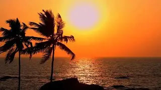 Aesthetic Video Vol.19: Beautiful Sunset Beach Palm Trees