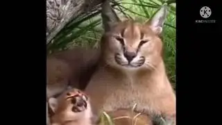 Шлепа и ушлепок 4