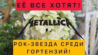 Гортензия «Металлика»