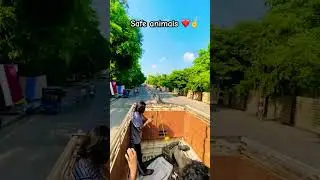 safe animals❤️ #youtubeshorts #travelvlog #rider #travel #animals #caw #love #vlog #roadtrip #shorts