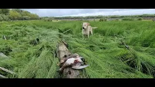 Утка прёт не успеваем подбирать / Одна полная вечерняя зорька от первого лица осень 2023