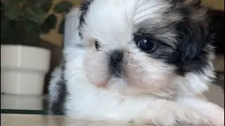 Shih Tzu Puppy at 7 weeks old. Too Cute!