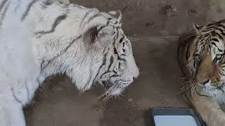 why even tigers have a hard time playing with tigers
