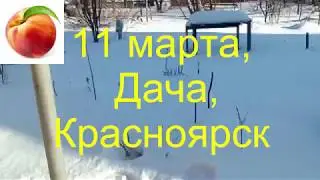 Весна в саду 11 марта Красноярск Моя дача Погода Снег  weather in March top Зима  наступает вновь)