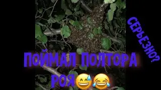 Поймал полтора роя😅