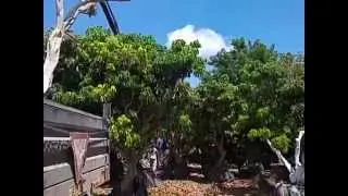 עצי ליצ'י למכירה משתלות ירוק ישראלי 03-7655555