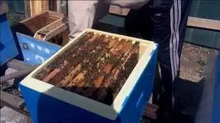 Пересадка семьи в улей из ППУ