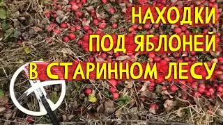 Находки под яблоней в лесу