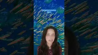 Acid vs Deep Sea Octopus