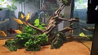 Community Tank  07-03-2024 and a look into the sump