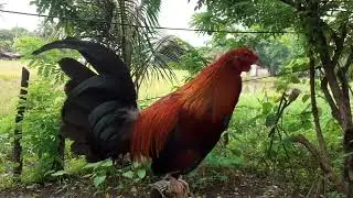 MANOK NA PULA AT IBA PA😂😂
