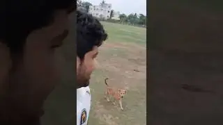 Funny dogs! Cricket Adutai anukunta #cricket #gullycrickettelugu #ipl #cricketbat #cricketlover