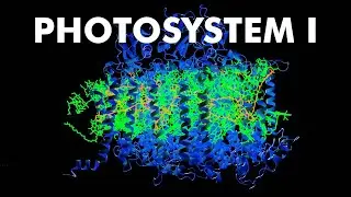 Photosystem 1 | Light reaction | light harvesting complex | Photosynthesis in higher plants class 11