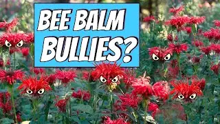 Easy-to-Grow Raspberry Wine Bee Balm – Stunning Blooms & Pollinator-Friendly!
