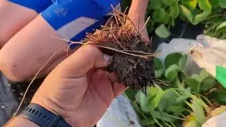 Что делать с клубникой после сбора урожая🍓🍓🍓