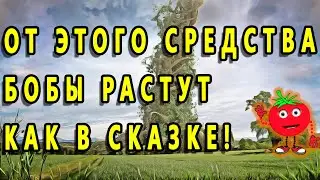 ОТ ЭТОГО СРЕДСТВА  БОБЫ РАСТУТ КАК В СКАЗКЕ!