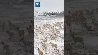 Tibetan antelopes start annual migration to give birth in SW China's Xizang