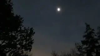 Flamingos freaking out at eclipse totality