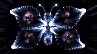 Футаж №356 Бабочка