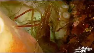 Одну минуту из жизни креветки снял под водой сахалинский дайвер